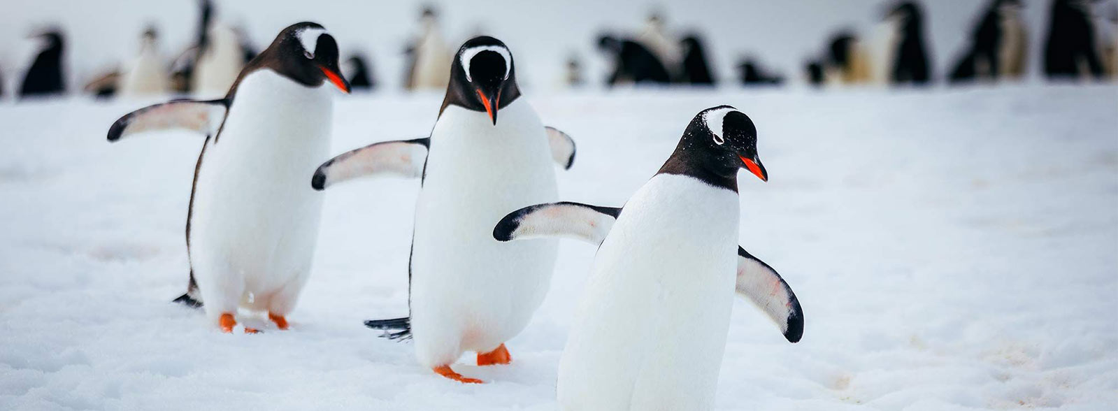 Antarktis Pinguine