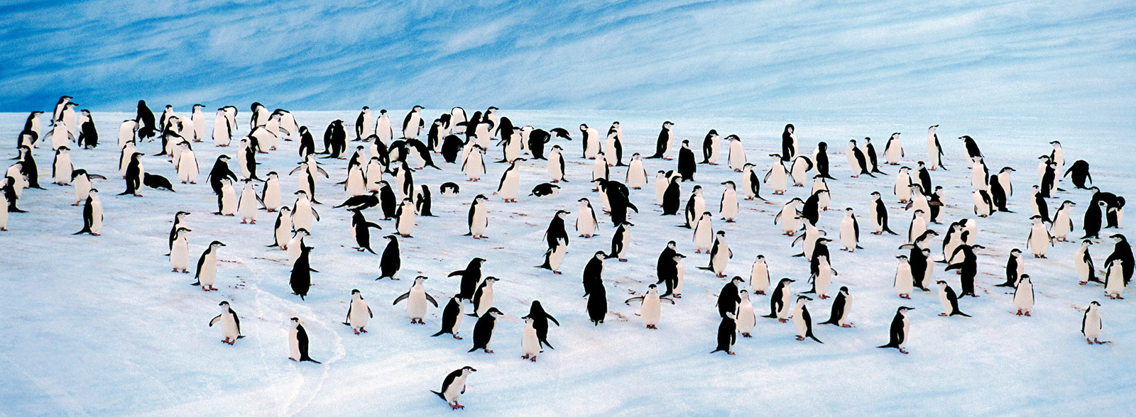Silversea Cruises Pinguine
