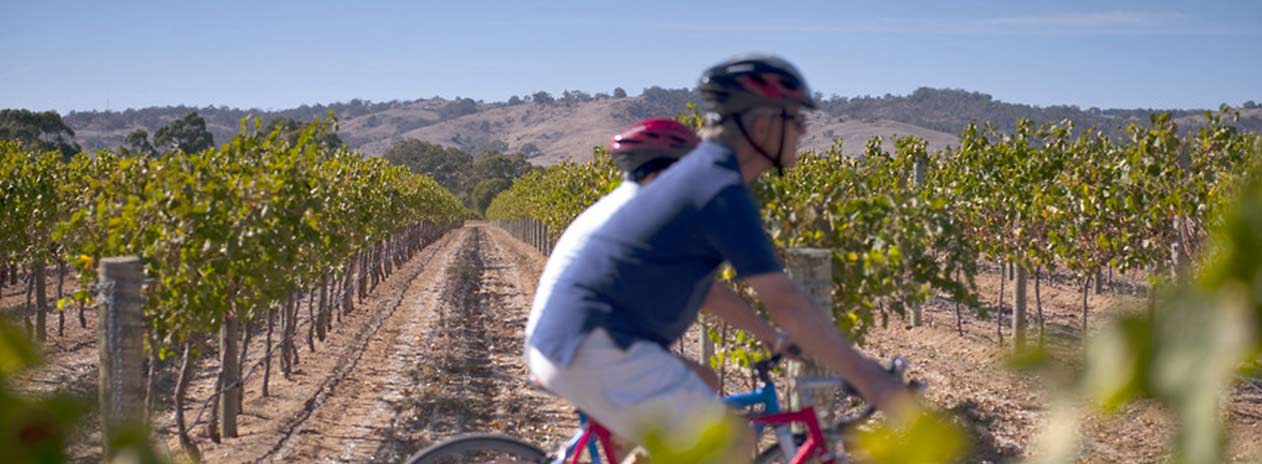 Cycling trough vineyards