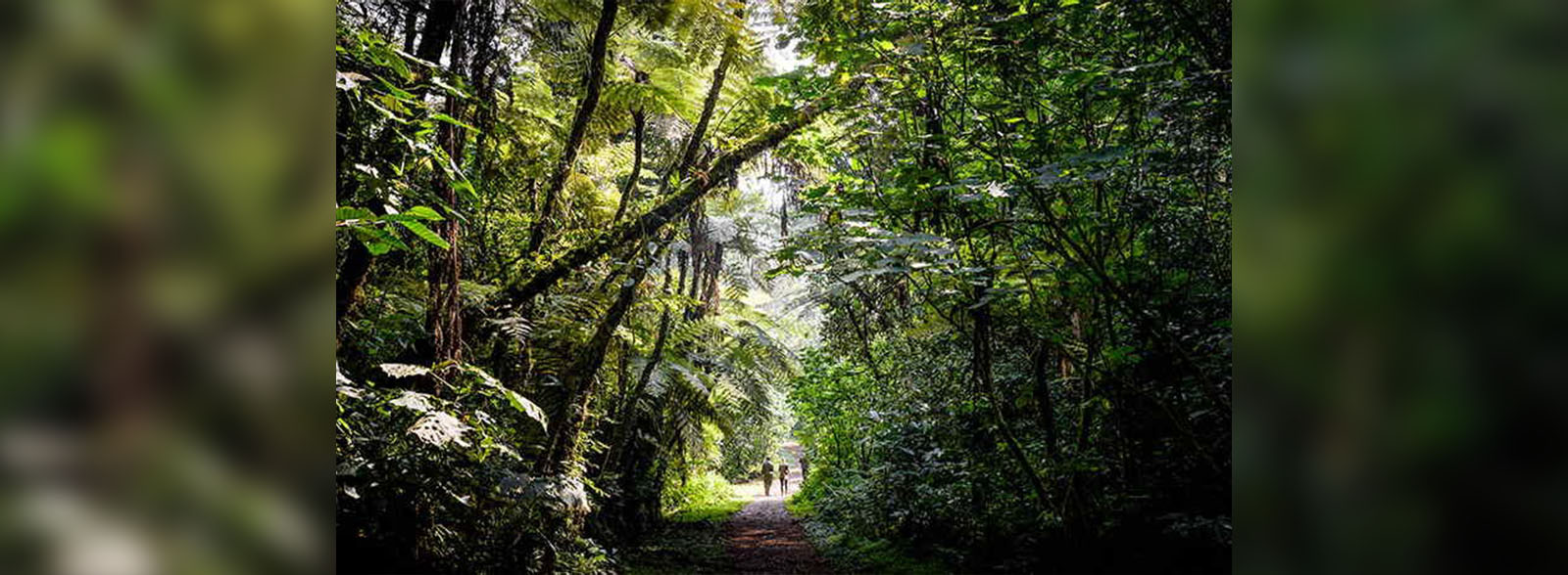 Sanctuary Gorilla Forest Camp Walk