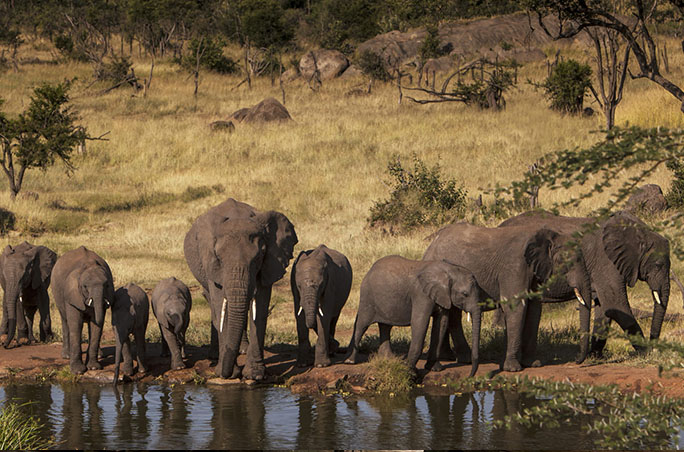 Botswana-Safari